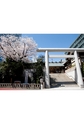 芝大神宮　桜　写真集