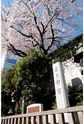芝大神宮　桜　写真集