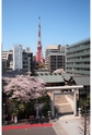 芝大神宮　桜　写真集